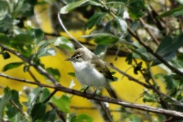 Birding en Sierra de Béjar