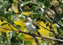 Birding en Sierra de Béjar