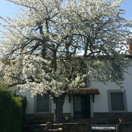 Casa Rural La Higuera de Llano Alto